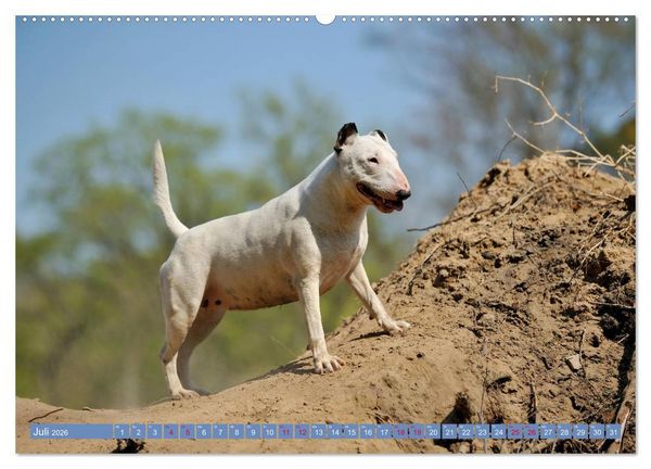 Produktbild: Bullterrier, Powerpakete auf 4 Pfoten (hochwertiger Premium Wandkalender 2026 DIN A2 quer), Kunstdruck in Hochglanz