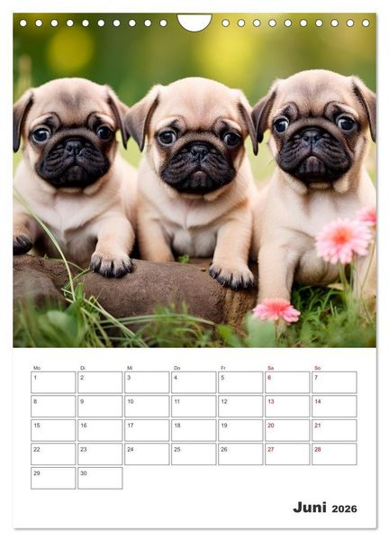 Produktbild: MOPS Pfotengl&uuml;ck in Faltenform (Wandkalender 2026 DIN A4 hoch), CALVENDO Monatskalender