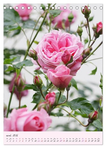 Produktbild: Une f&ecirc;te des roses (Calendrier de bureau 2026 DIN A5 horizontal), CALVENDO calendrier mensuel