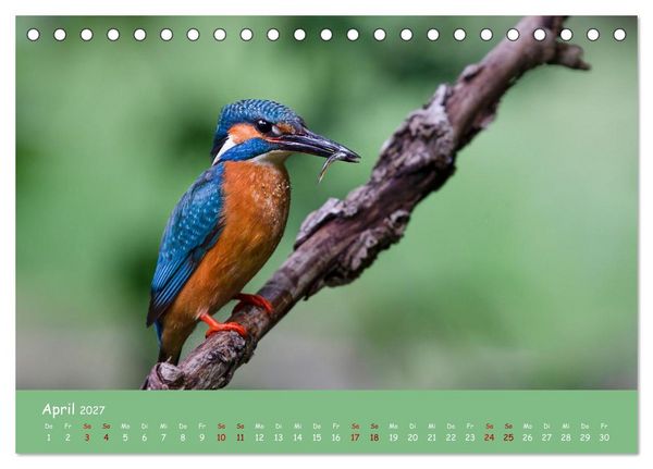 Produktbild: Alcedo atthis. Der Eisvogel (Tischkalender 2027 DIN A5 quer), CALVENDO Monatskalender