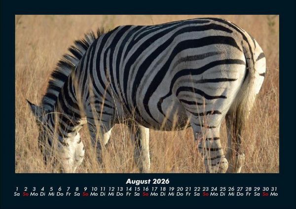 Produktbild: Zebrazauber 2026 Fotokalender DIN A4