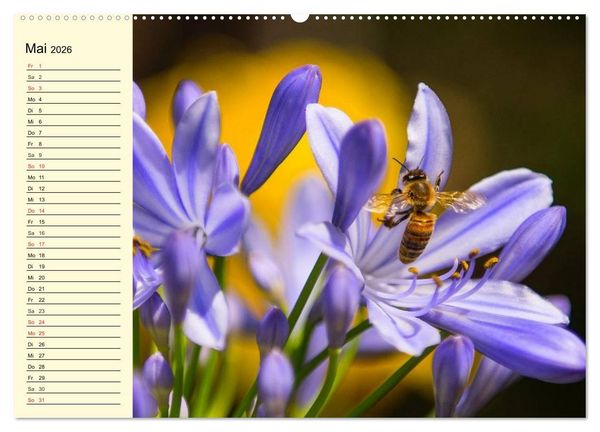 Produktbild: Flei&szlig;ige Bienen. Von der Bl&uuml;te bis zum Honig (Wandkalender 2026 DIN A2 quer), CALVENDO Monatskalender