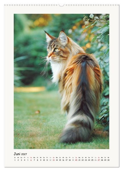 Produktbild: Main-Coon-Katzen. Sanfte Riesen im Gr&uuml;nen (Wandkalender 2027 DIN A2 hoch), CALVENDO Monatskalender