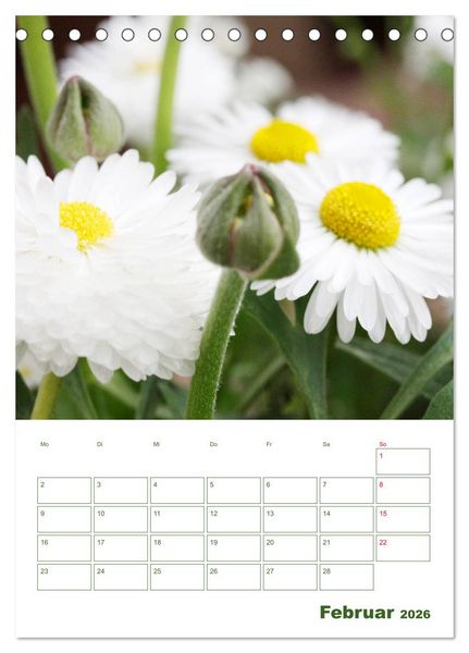 Produktbild: Wei&szlig;e Bl&uuml;ten im Gr&uuml;nen (Tischkalender 2026 DIN A5 hoch), CALVENDO Monatskalender
