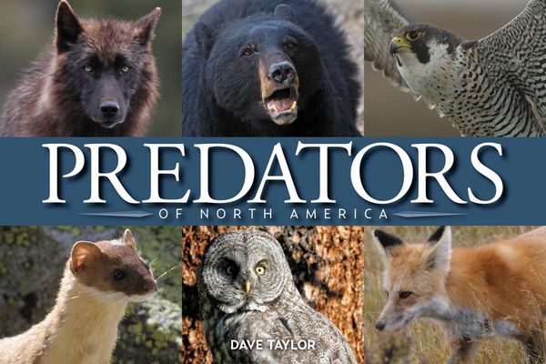 Produktbild: Predators of North America