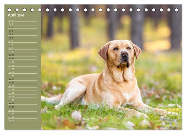 Produktbild: Hunde im Fokus (Tischkalender 2026 DIN A5 quer), CALVENDO Monatskalender