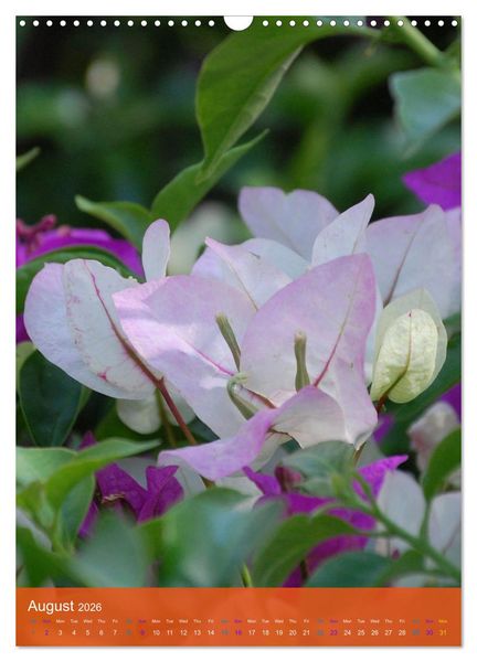 Produktbild: Mexican Garden Flowers - Aguascalientes (Wall Calendar 2026 DIN A3 portrait), CALVENDO 12 Month Wall Calendar