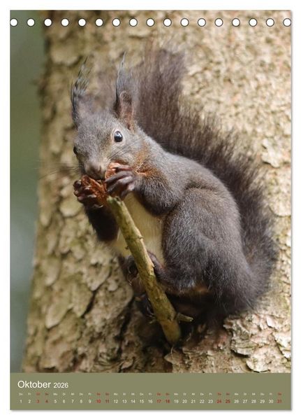 Produktbild: Eichh&ouml;rnchen - zauberhafte Waldbewohner (Tischkalender 2026 DIN A5 hoch), CALVENDO Monatskalender