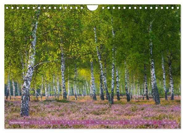 Produktbild: Romantische Heidebl&uuml;te (Wandkalender 2026 DIN A4 quer), CALVENDO Monatskalender