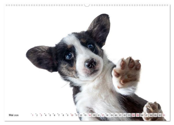 Produktbild: Charakterk&ouml;pfe zum verlieben (hochwertiger Premium Wandkalender 2026 DIN A2 quer), Kunstdruck in Hochglanz