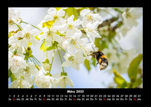 Produktbild: Blumenkalender 2025 Fotokalender DIN A3