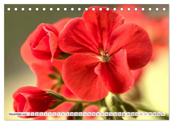 Produktbild: Pelargonien. Die Klassiker unter den Bl&uuml;hwundern (Tischkalender 2026 DIN A5 quer), CALVENDO Monatskalender