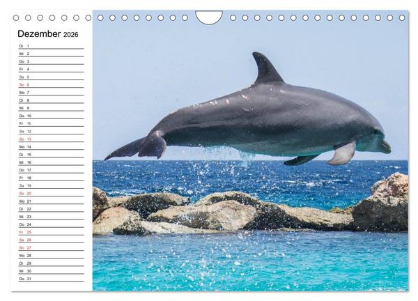Produktbild: Delfine - L&auml;chelnde Intelligenz (Wandkalender 2026 DIN A4 quer), CALVENDO Monatskalender