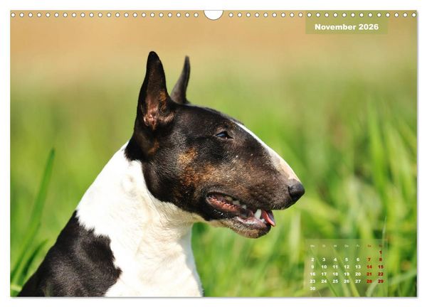 Produktbild: Bullterrier 2026 Frech und fr&ouml;hlich durch das Jahr (Wandkalender 2026 DIN A3 quer), CALVENDO Monatskalender