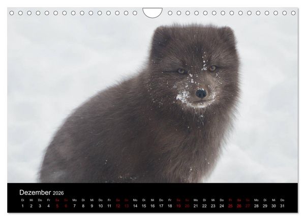 Produktbild: Polarfuchsstudien Wildlife (Wandkalender 2026 DIN A4 quer), CALVENDO Monatskalender
