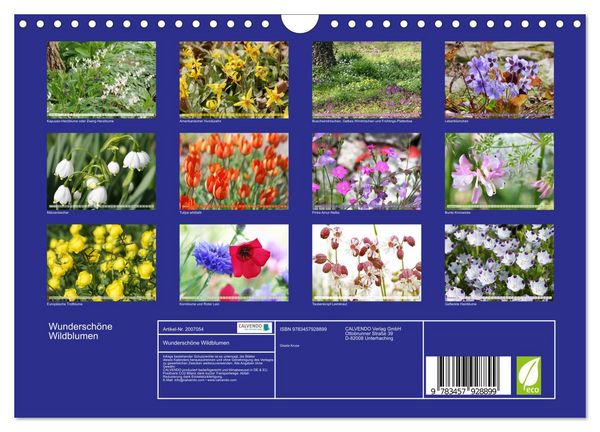 Produktbild: Wundersch&ouml;ne Wildblumen (Wandkalender 2026 DIN A4 quer), CALVENDO Monatskalender