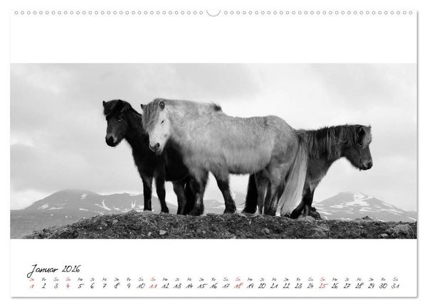Produktbild: Islandpferde von Brimilsvellir (hochwertiger Premium Wandkalender 2026 DIN A2 quer), Kunstdruck in Hochglanz