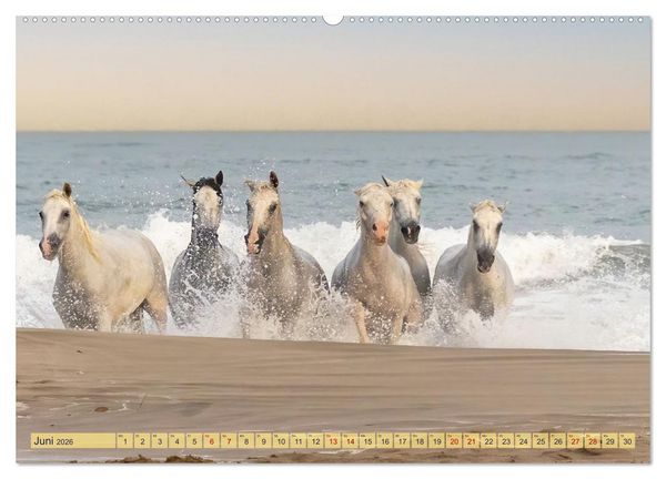 Produktbild: Die wilden Pferde der Camargue (hochwertiger Premium Wandkalender 2026 DIN A2 quer), Kunstdruck in Hochglanz