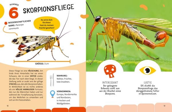 Produktbild: Top Ten die seltsamsten Insekten