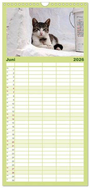 Produktbild: Familienplaner 2026 - Griechische Katzen mit 5 Spalten (Wandkalender, 21 x 45 cm) CALVENDO