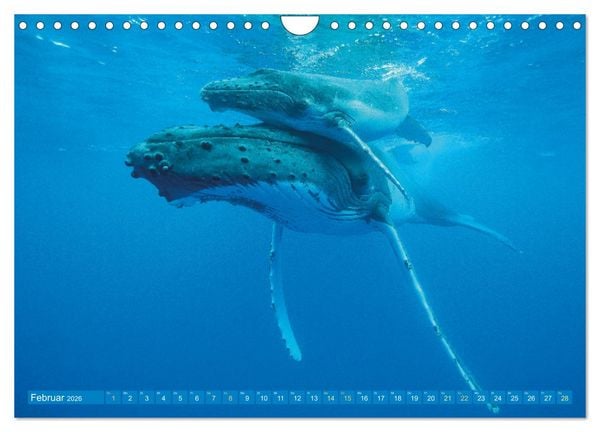 Produktbild: Wale: Giganten der Meere (Wandkalender 2026 DIN A4 quer), CALVENDO Monatskalender