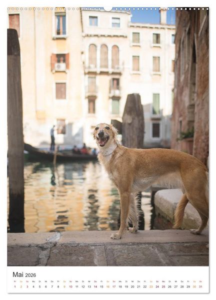 Produktbild: Silken Windsprites - Zwei Windhunde erobern die Lagunenstadt Venedig (Wandkalender 2026 DIN A2 hoch), CALVENDO Monatskalender