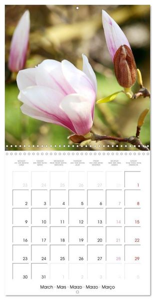 Produktbild: Kruse, G: Floraison des magnolias (Calendrier mural carr&eacute; 20