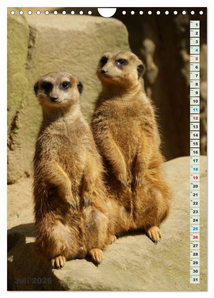 Produktbild: Erdm&auml;nnchen-Meerkats-Surikate (Wandkalender 2026 DIN A4 hoch), CALVENDO Monatskalender