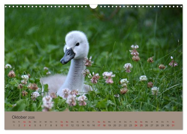 Produktbild: Die lieben Kleinen ... Tierkinder einfach zum Knuddeln (Wandkalender 2026 DIN A3 quer), CALVENDO Monatskalender
