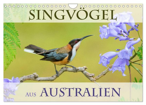 Produktbild: Singv&ouml;gel aus Australien (Wandkalender 2026 DIN A4 quer), CALVENDO Monatskalender