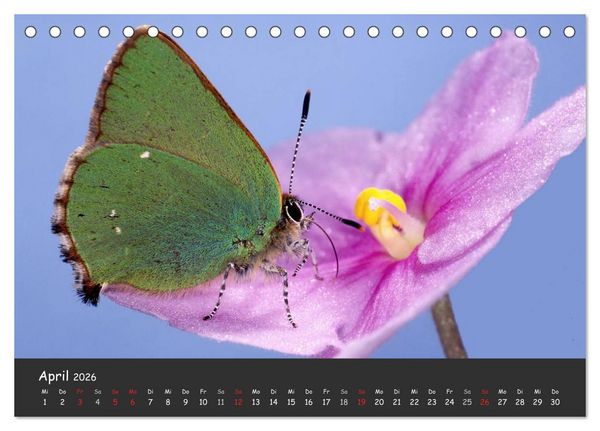 Produktbild: Wundersch&ouml;ne Schmetterlinge (Tischkalender 2026 DIN A5 quer), CALVENDO Monatskalender