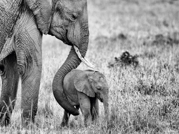 Produktbild: CALVENDO Puzzle Masai Mara, Kenia | 1000 Teile Lege-Gr&ouml;&szlig;e 64x48cm Foto-Puzzle f&uuml;r gl&uuml;ckliche Stunden