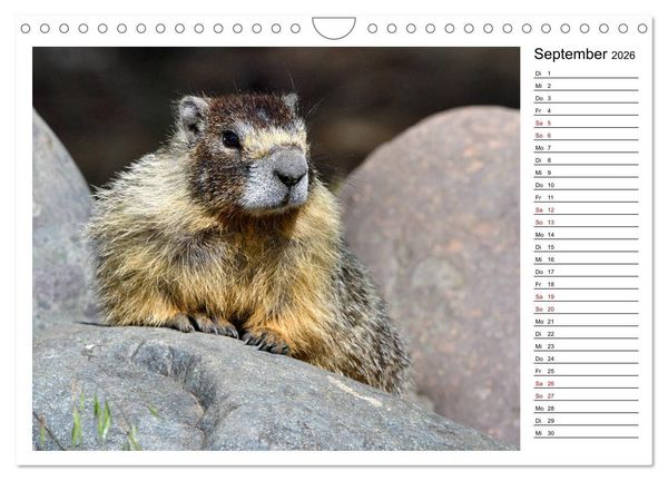 Produktbild: Murmeltiere in Nordamerika (Wandkalender 2026 DIN A4 quer), CALVENDO Monatskalender