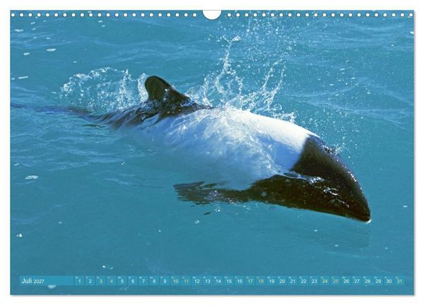 Produktbild: Delfine: Elegante Wellenreiter (Wandkalender 2027 DIN A3 quer), CALVENDO Monatskalender