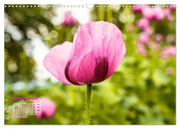 Produktbild: ZAUBERHAFTE MOHNBL&Uuml;TEN IN SCHARLACHROT UND PINK (Wandkalender 2026 DIN A3 quer), CALVENDO Monatskalender