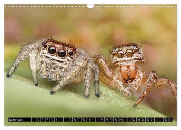 Produktbild: Jumping Spiders (Wall Calendar 2026 DIN A3 landscape), CALVENDO 12 Month Wall Calendar