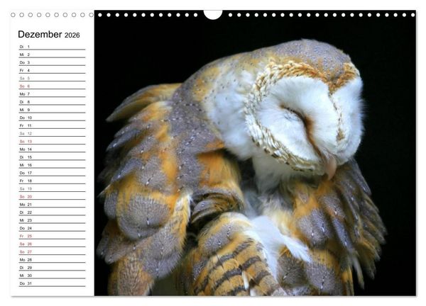 Produktbild: Greifv&ouml;gel, Eulen und K&auml;uze (Wandkalender 2026 DIN A3 quer), CALVENDO Monatskalender