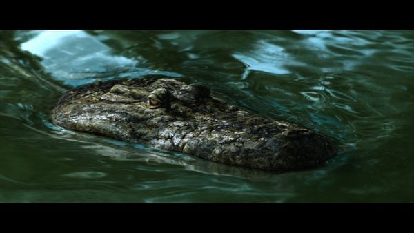 Produktbild: The Bayou