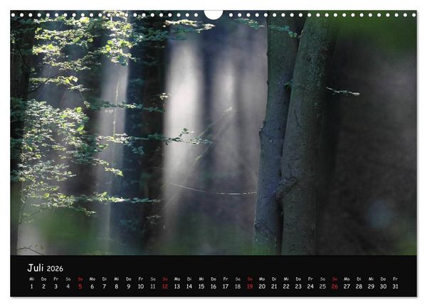 Produktbild: Lichter im Wald (Wandkalender 2026 DIN A3 quer), CALVENDO Monatskalender