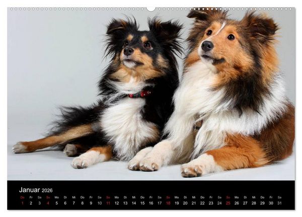 Produktbild: Shelties 2026 (Wandkalender 2026 DIN A2 quer), CALVENDO Monatskalender