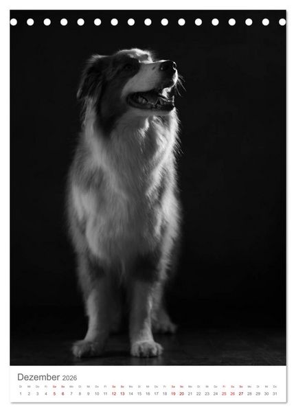 Produktbild: Fine Art Hundeportraits (Tischkalender 2026 DIN A5 hoch), CALVENDO Monatskalender