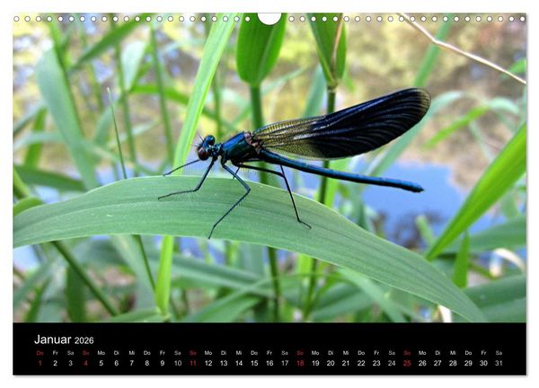 Produktbild: Makro-Kalender 2026 (Wandkalender 2026 DIN A3 quer), CALVENDO Monatskalender