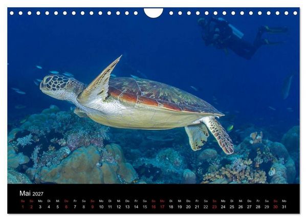 Produktbild: Faszinierendes Leben unter Wasser (Wandkalender 2027 DIN A4 quer), CALVENDO Monatskalender