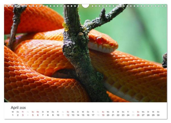 Produktbild: Das Leben der Reptilien (Wandkalender 2026 DIN A3 quer), CALVENDO Monatskalender