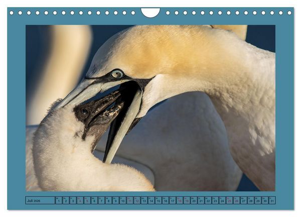 Produktbild: Helgoland und seine Basst&ouml;lpel (Wandkalender 2026 DIN A4 quer), CALVENDO Monatskalender