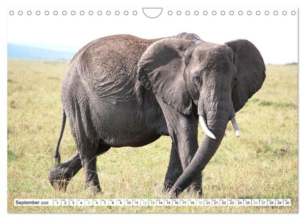 Produktbild: Big10 Of Masai Mara Kenya Africa (Wall Calendar 2026 DIN A4 landscape), CALVENDO 12 Month Wall Calendar