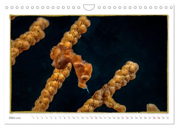 Produktbild: Pygm&auml;enseepferdchen, kleines Pferd ganz gro&szlig; (Wandkalender 2026 DIN A4 quer), CALVENDO Monatskalender