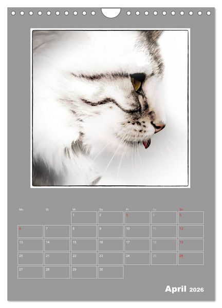 Produktbild: Katzen Blues / Planer (Wandkalender 2026 DIN A4 hoch), CALVENDO Monatskalender