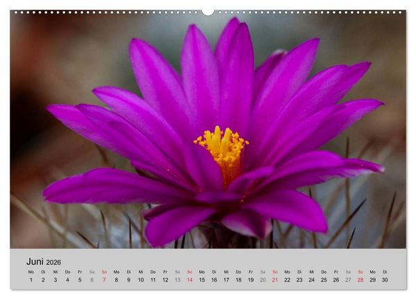 Produktbild: Bl&uuml;tensymphonie - Kakteen und Sukkulenten (hochwertiger Premium Wandkalender 2026 DIN A2 quer), Kunstdruck in Hochglanz