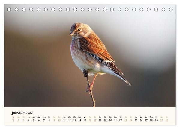 Produktbild: Esprit animal - Regards minimalistes (Calendrier de bureau 2027 DIN A5 vertical), CALVENDO calendrier mensuel